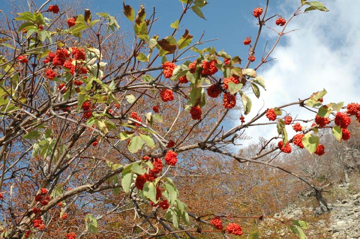 Sambucus racemosa / Sambuco rosso